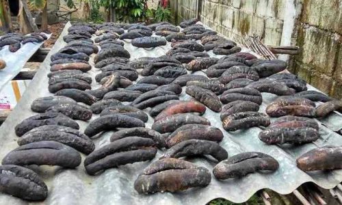 balipostcom_manfaat-makan-teripang_01-696x464